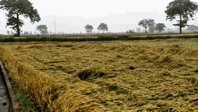 南陽突遭暴雨!多3d全息廣告機地被淹瞬間成“海”!